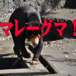 のんほいパークのシャンシャンの動画集