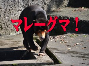のんほいパークのシャンシャンの動画集