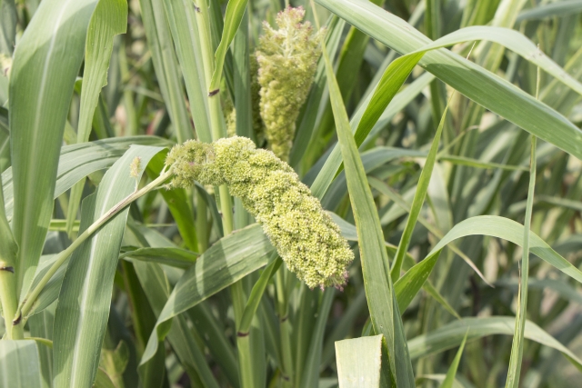 勤労感謝の日に食事の関係？は意外と知られていないその内容は？サムネイル