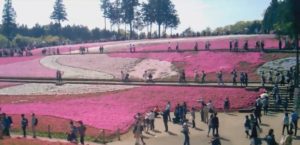 芝桜秩父の見ごろはいつ,2018年芝桜,山羊公園,芝桜の丘,見どころ,立ち寄り,屋台,駐車場,混雑,アクセス