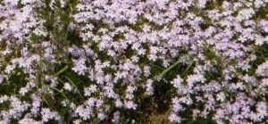 エメラルドクッション,芝桜秩父の見ごろはいつ,2018年芝桜,山羊公園,芝桜の丘,見どころ,立ち寄り,屋台,駐車場,混雑,アクセス