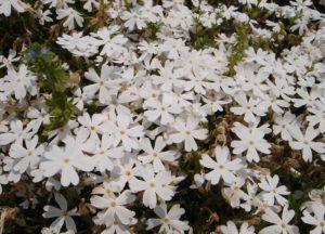 リットルドット,芝桜秩父の見ごろはいつ,2018年芝桜,山羊公園,芝桜の丘,見どころ,立ち寄り,屋台,駐車場,混雑,アクセス