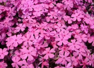 マックダニエルクッション,芝桜秩父の見ごろはいつ,2018年芝桜,山羊公園,芝桜の丘,見どころ,立ち寄り,屋台,駐車場,混雑,アクセス