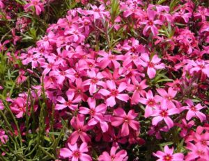 スカーレットフレーム,芝桜秩父の見ごろはいつ,2018年芝桜,山羊公園,芝桜の丘,見どころ,立ち寄り,屋台,駐車場,混雑,アクセス