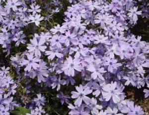 オーキントンブルー,芝桜秩父の見ごろはいつ,2018年芝桜,山羊公園,芝桜の丘,見どころ,立ち寄り,屋台,駐車場,混雑,アクセス