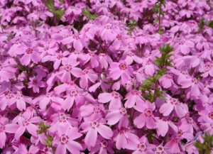 オータムローズ,芝桜秩父の見ごろはいつ,2018年芝桜,山羊公園,芝桜の丘,見どころ,立ち寄り,屋台,駐車場,混雑,アクセス