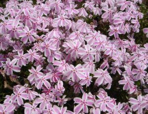多摩の流れ,芝桜秩父の見ごろはいつ,2018年芝桜,山羊公園,芝桜の丘,見どころ,立ち寄り,屋台,駐車場,混雑,アクセス