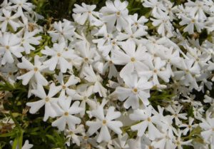 ホワイトデライト,芝桜秩父の見ごろはいつ,2018年芝桜,山羊公園,芝桜の丘,見どころ,立ち寄り,屋台,駐車場,混雑,アクセス