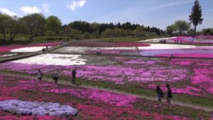 芝桜秩父の見ごろはいつ,2018年芝桜,山羊公園,芝桜の丘,見どころ,立ち寄り,屋台,駐車場,混雑,アクセス
