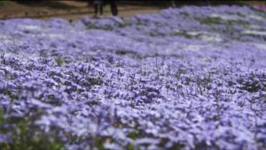 芝桜秩父の見ごろはいつ,2018年芝桜,山羊公園,芝桜の丘,見どころ,立ち寄り,屋台,駐車場,混雑,アクセス