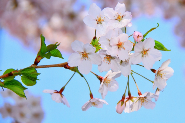 桜の種類 品種一覧 図鑑 種類の数 開花時期と特徴をまとめ