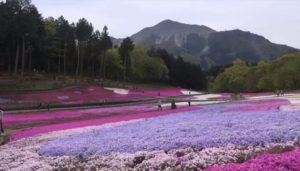 芝桜秩父の見ごろはいつ,2018年芝桜,山羊公園,芝桜の丘,見どころ,立ち寄り,屋台,駐車場,混雑,アクセス