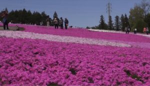 芝桜秩父の見ごろはいつ,2018年芝桜,山羊公園,芝桜の丘,見どころ,立ち寄り,屋台,駐車場,混雑,アクセス