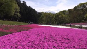 芝桜秩父の見ごろはいつ,2018年芝桜,山羊公園,芝桜の丘,見どころ,立ち寄り,屋台,駐車場,混雑,アクセス