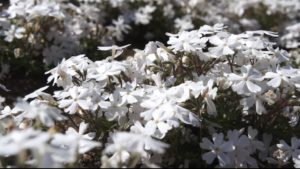 芝桜秩父の見ごろはいつ,2018年芝桜,山羊公園,芝桜の丘,見どころ,立ち寄り,屋台,駐車場,混雑,アクセス