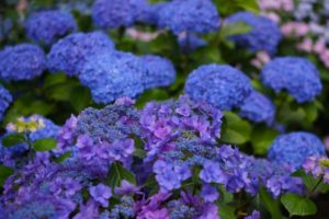 2018年長谷寺(鎌倉)の紫陽花(あじさい)の見頃、開花時期はいつ?