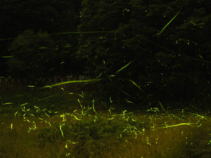 蛍(ホタル)を見ることができる時期はいつ？種類ごとの鑑賞時間帯は？