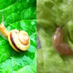 カタツムリとナメクジの違いどこにある?殻をとったらナメクジになるの?