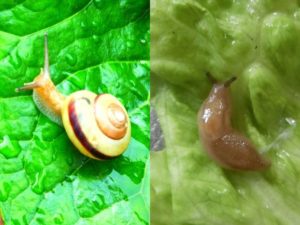 カタツムリとナメクジの違いどこにある?殻をとったらナメクジになるの?