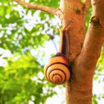 カタツムリが卵を産み増やす方法は?産まれた後の育て方はどうすれば良い?
