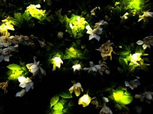 ホタルの幼虫の名前(呼び名)は？生態などについて調べて見た。