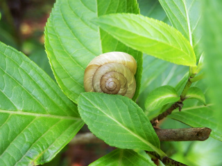 カタツムリが長生きする飼い方 飼育方法 餌は何が良い