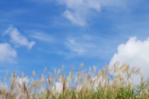 秋の七草を詠んだ山上憶良の万葉集の歌をご紹介