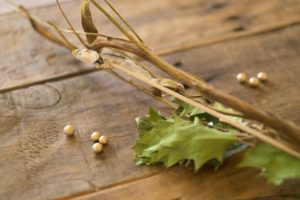 節分いわし？(柊いわし)意味や由来は？正しい飾り方