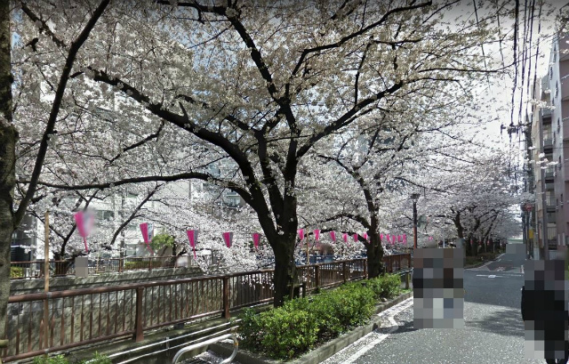 目黒川の桜