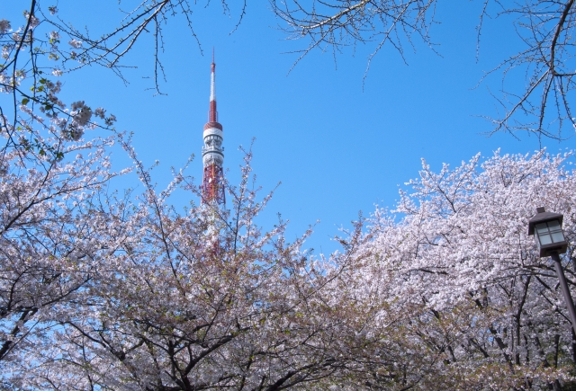 芝公園の桜