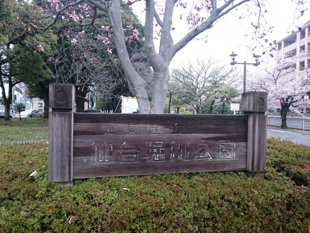 仙台堀川公園の桜