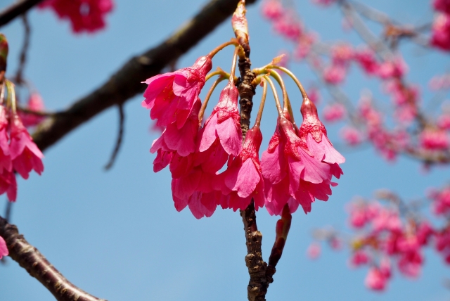 寒緋桜の特徴