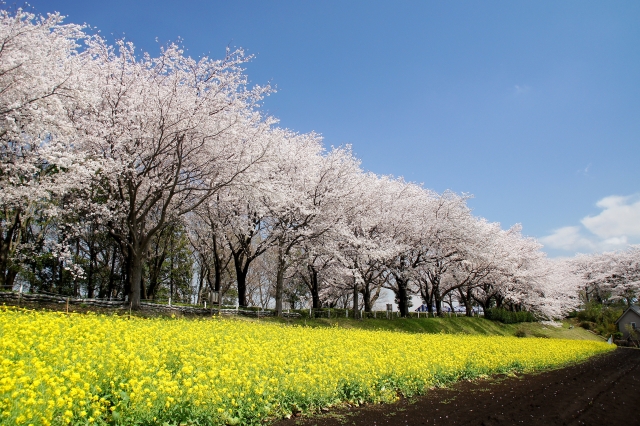 飛鳥山公園の桜