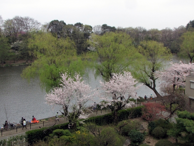石神井公園の桜