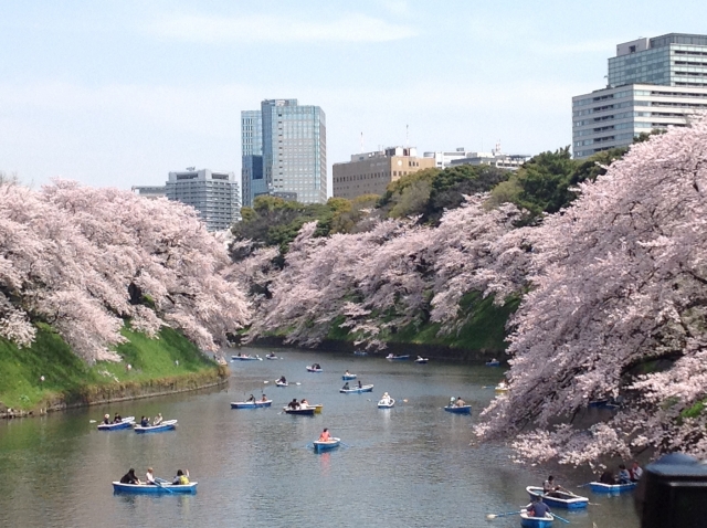 千鳥ヶ淵公園の桜