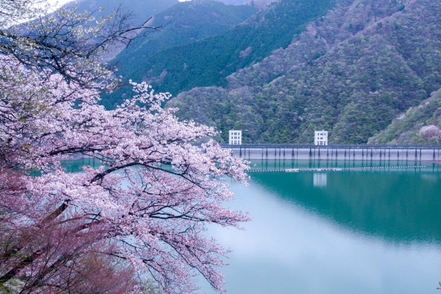 奥多摩湖の桜