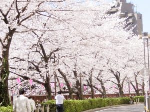目黒川の桜の見どころ、開花時期、アクセス方法、おすすめのルートなどをご紹介!