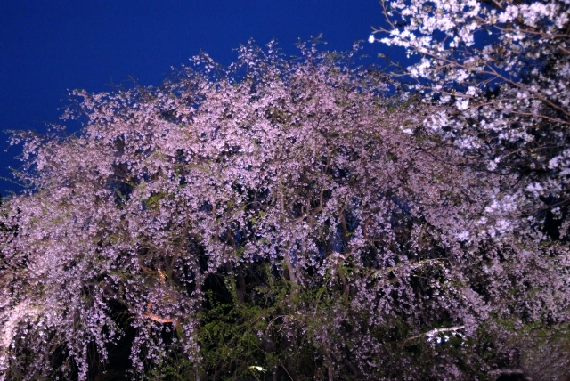 六義園の桜