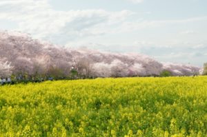 幸手権現堂桜堤(県営権現堂公園)の桜の見頃時期は？混雑状況と駐車場はどこ？
