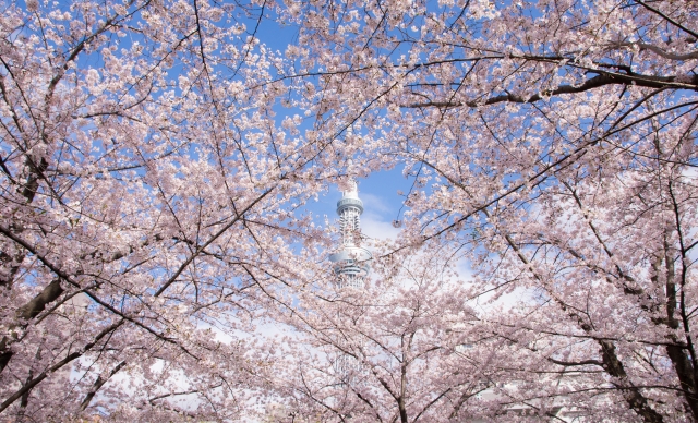 隅田公園(墨田区側)