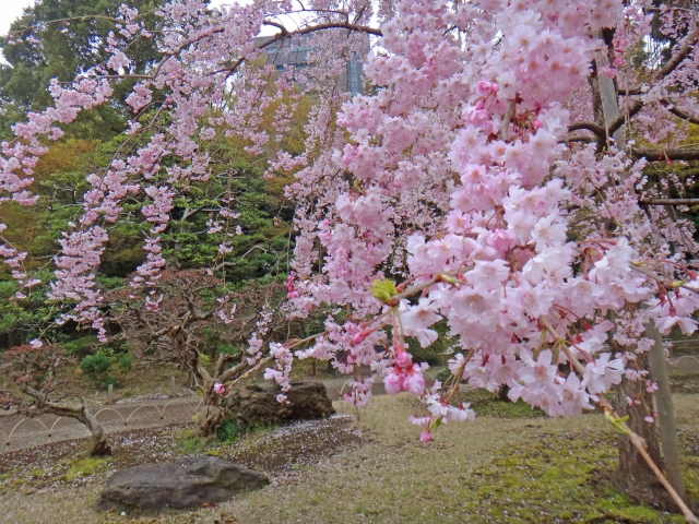 小石川後楽園の桜