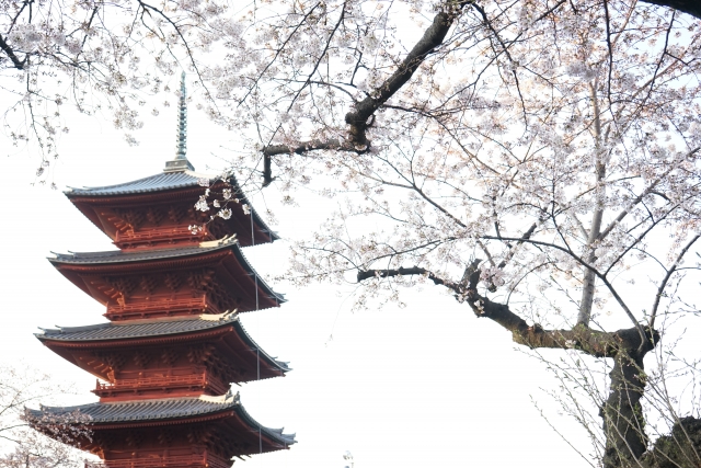 池上本門寺の桜