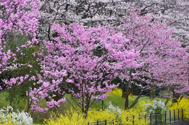 国営昭和記念公園の桜