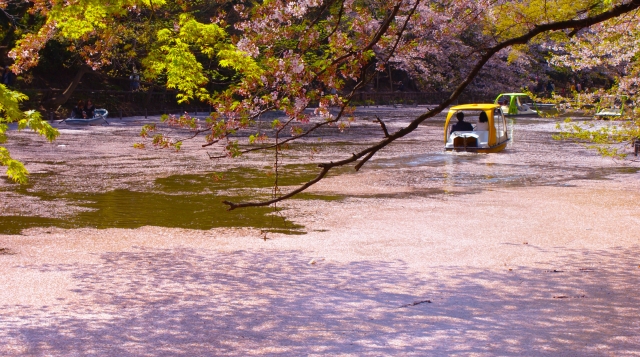武蔵野公園の桜