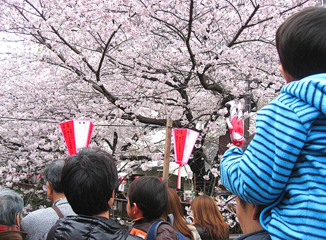 目黒川の桜の混雑