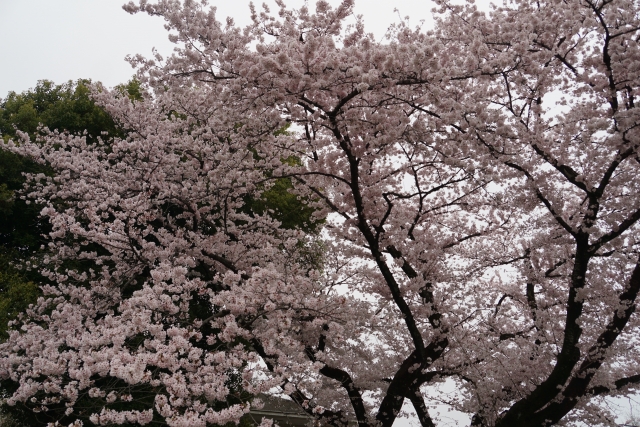 小金井公園の桜