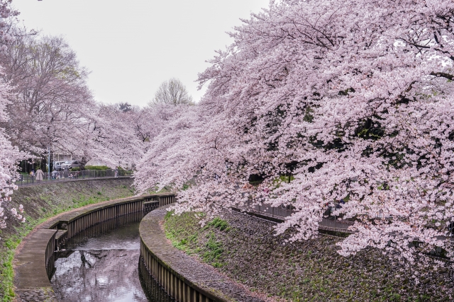 善福寺川緑地・和田堀公園の桜