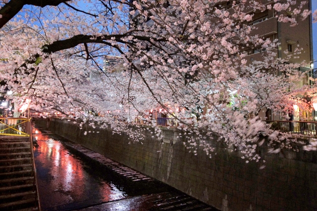 目黒川の桜ライトアップ情報