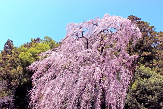 梅岩寺の桜