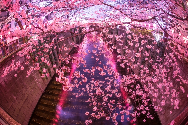 目黒川の桜ライトアップ